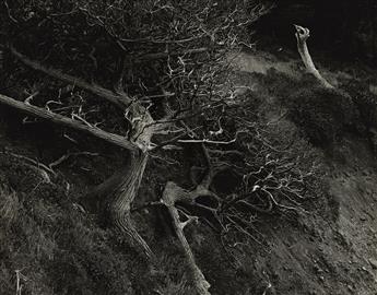 EDWARD WESTON (1886-1958) Eel River Ranch * North Shore, Point Lobos * Cypress, Point Lobos.